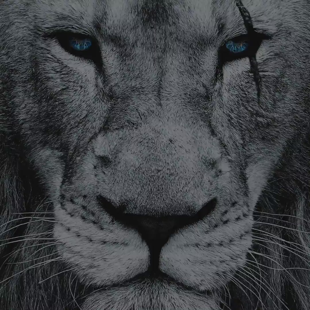 Load video: Hungryface